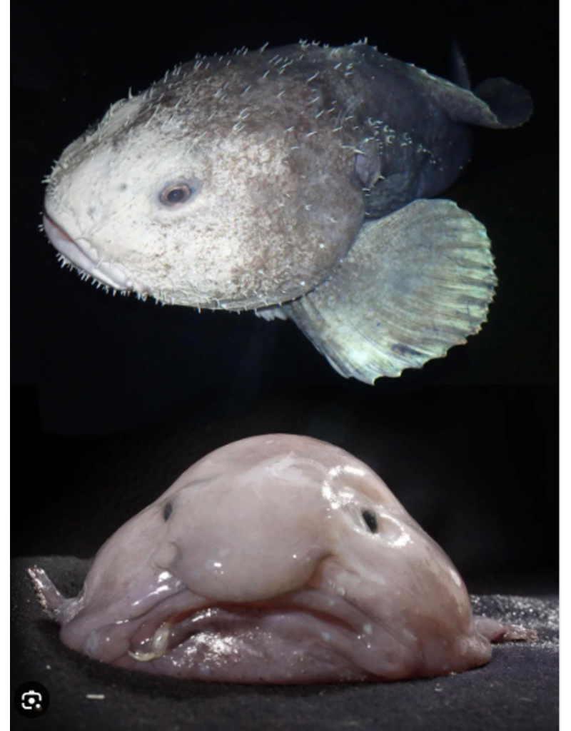 Wild Republic Plush CuddleKins -  Eco Blobfish