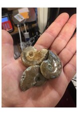 Rock/Mineral Ammonite Fossil Perisphinctes *Smaller Than Shown On Image*