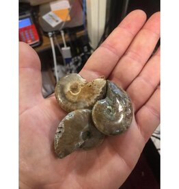 Rock/Mineral Ammonite Fossil Perisphinctes *Smaller Than Shown On Image*