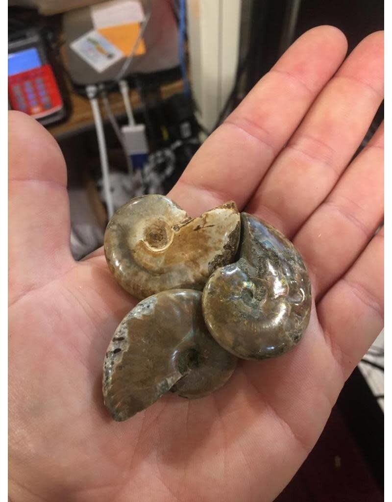 Rock/Mineral Ammonite Fossil Perisphinctes *Smaller Than Shown On Image*