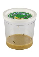 Insect Lore Science Kit Butterfly Garden with Voucher
