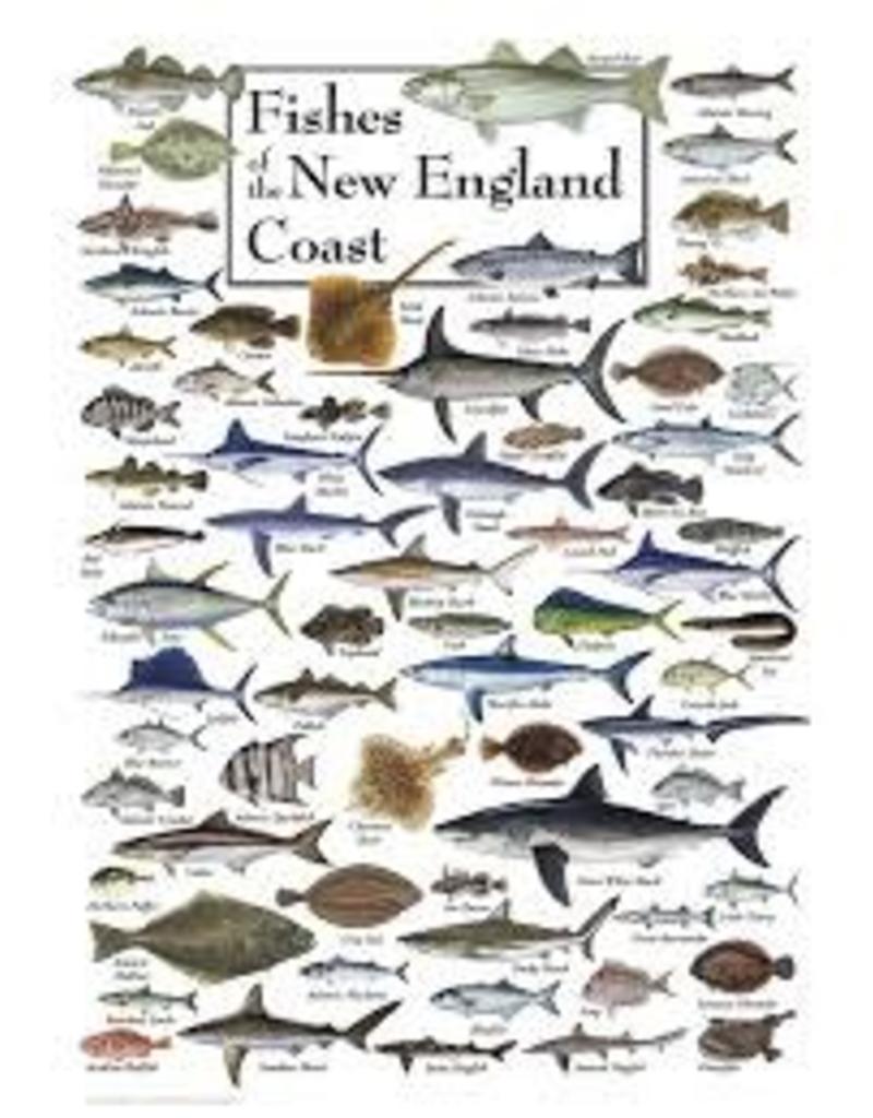 Earth Sea Sky Poster Fishes of the New England Coast