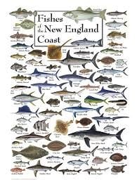 Poster Fishes of the New England Coast