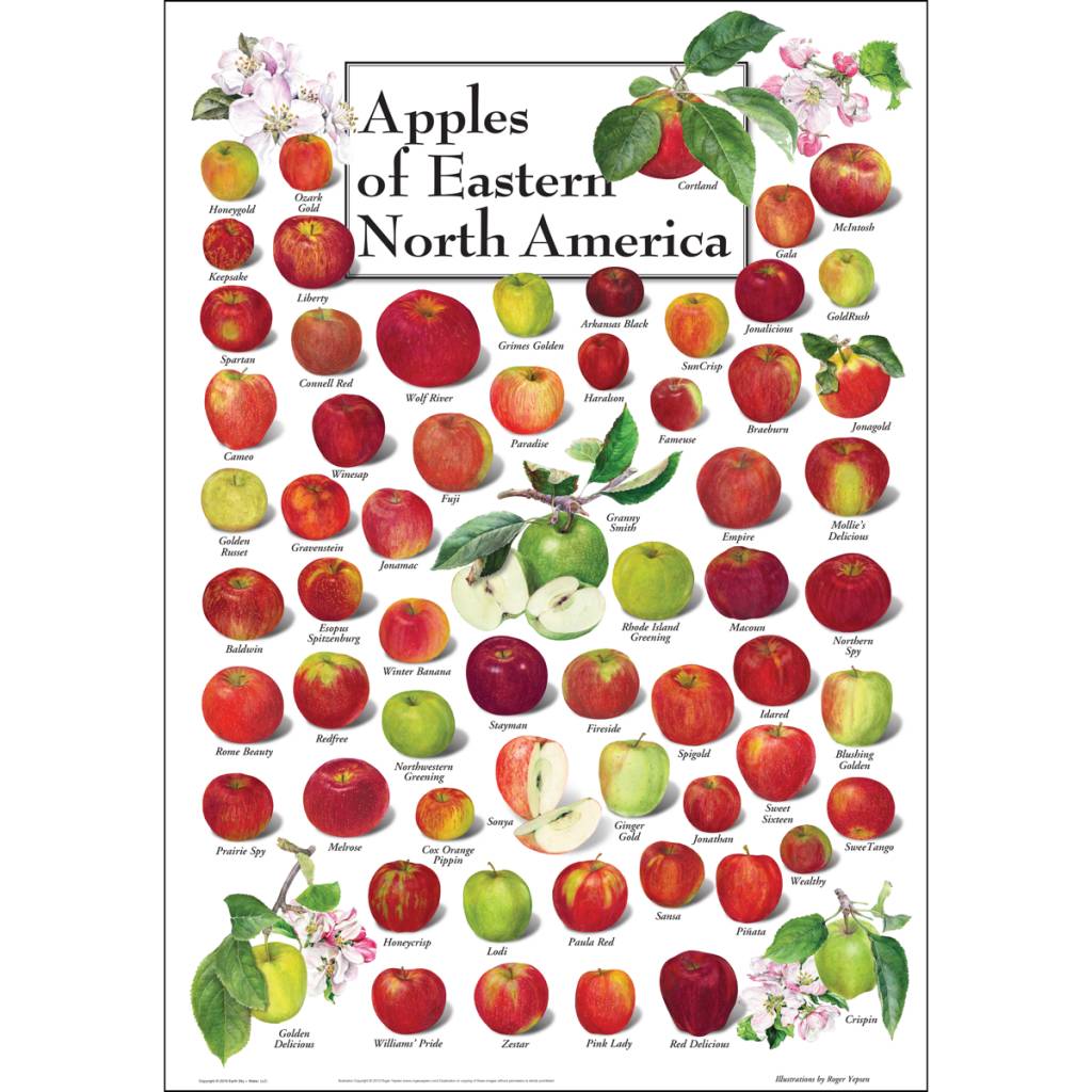Poster Apples of Eastern North America