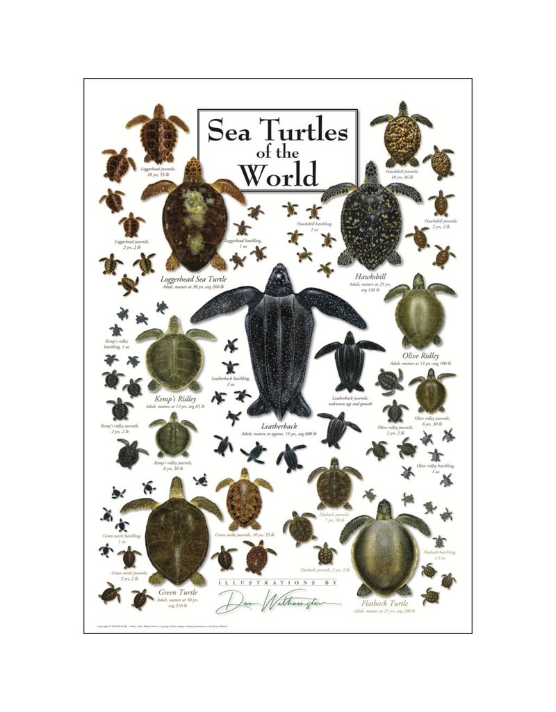 Earth Sea Sky Poster Sea Turtles of the World