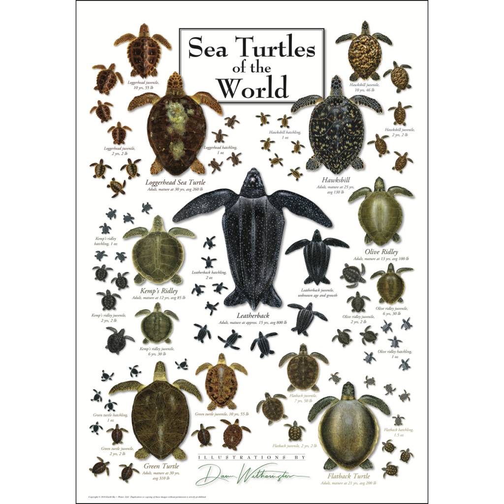 Poster Sea Turtles of the World