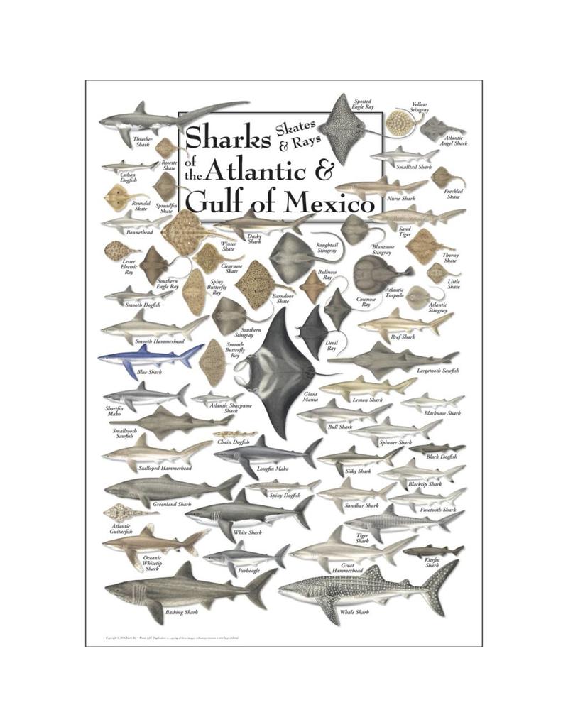 Earth Sea Sky Poster Sharks, Skates, & Rays of the Atlantic & Gulf of Mexico