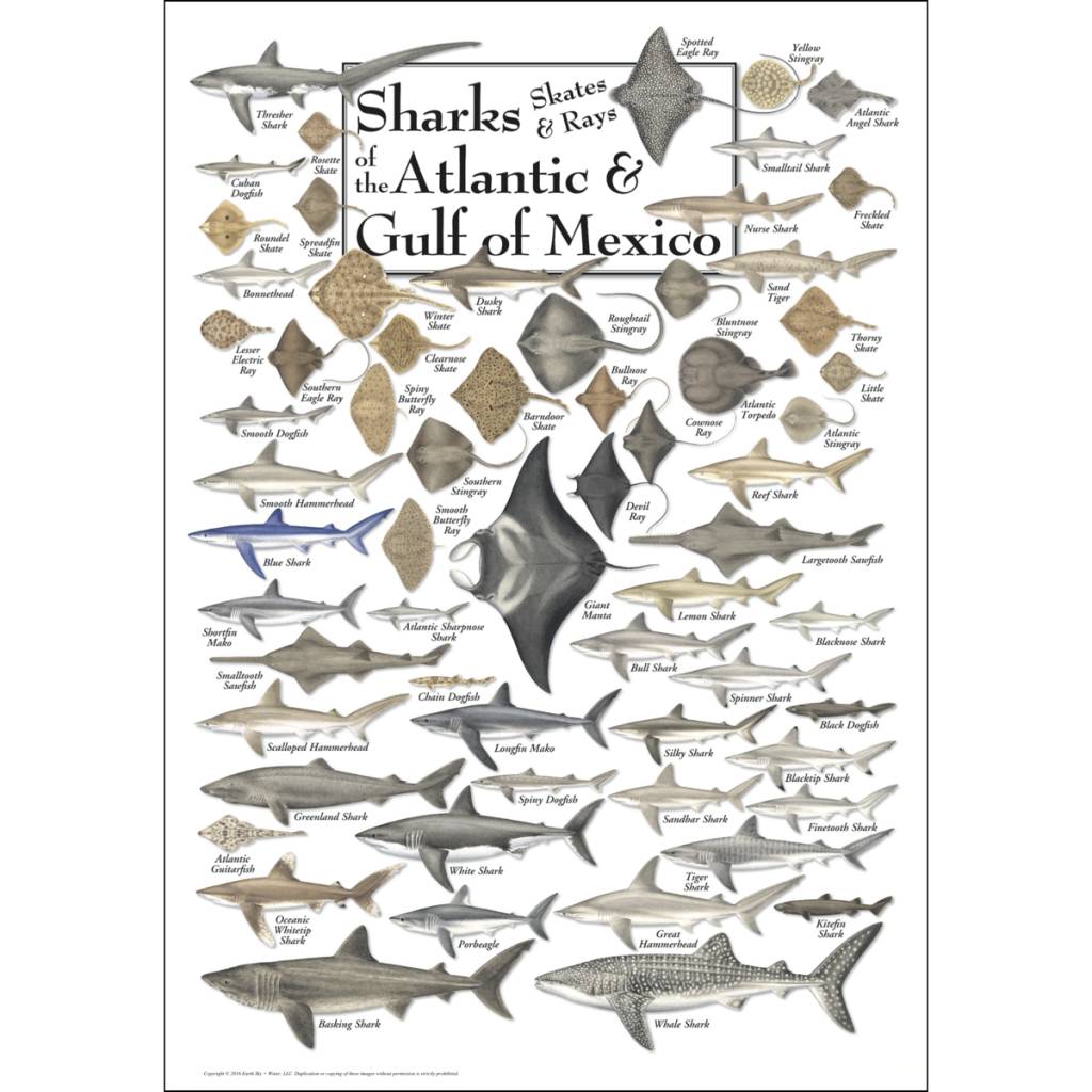 Poster Sharks, Skates, & Rays of the Atlantic & Gulf of Mexico