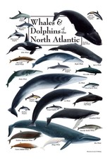 Earth Sea Sky Poster Whales & Dolphins of the North Atlantic