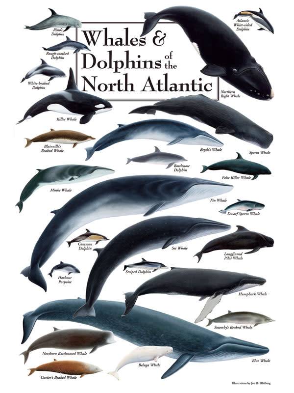 Poster Whales & Dolphins of the North Atlantic