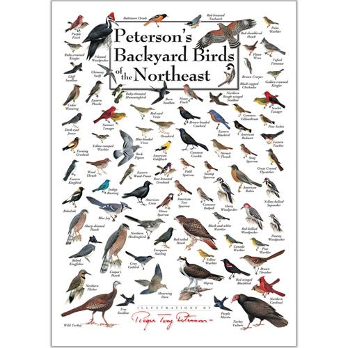 Poster Peterson's Backyard Birds of the Northeast