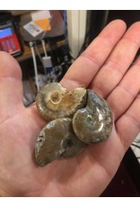 Squire Boone Village Rock/Mineral - Ammonite Perisphinctes Fossil Opalized (Approx. 1.5"; Sizes and Colors Vary; Sold Individually)