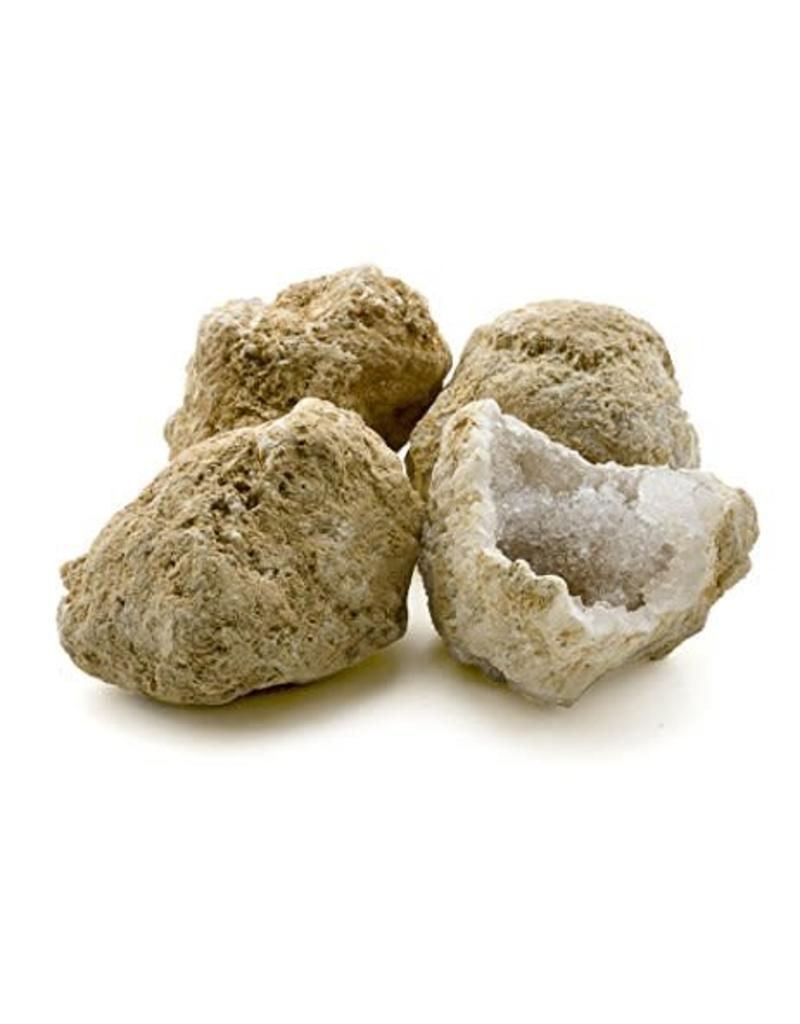 Squire Boone Village Rock/Mineral - Geode Cystoid Fossil, Crack Your Own (Approx. 3-4"; Sizes and Colors Vary; Sold Individually)