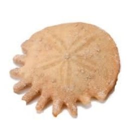 Squire Boone Village Rock/Mineral Fossil Sand Dollar (Sizes and Colors Vary; Sold Individually)