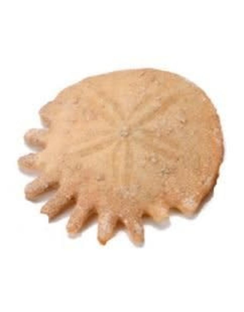 Squire Boone Village Rock/Mineral Fossil Sand Dollar (Sizes and Colors Vary; Sold Individually)
