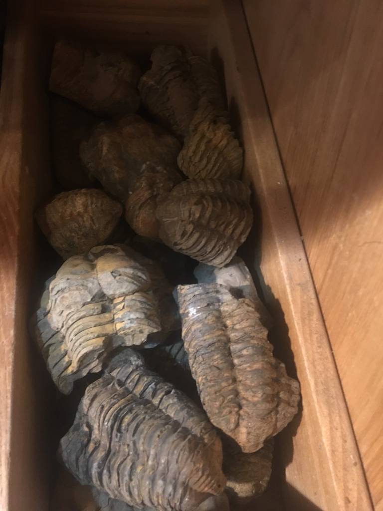 Rock/Mineral - Trilobite Fossil - Large 4"