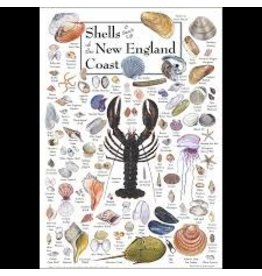 Earth Sea Sky Poster Shells & Beach Life of the New England Coast