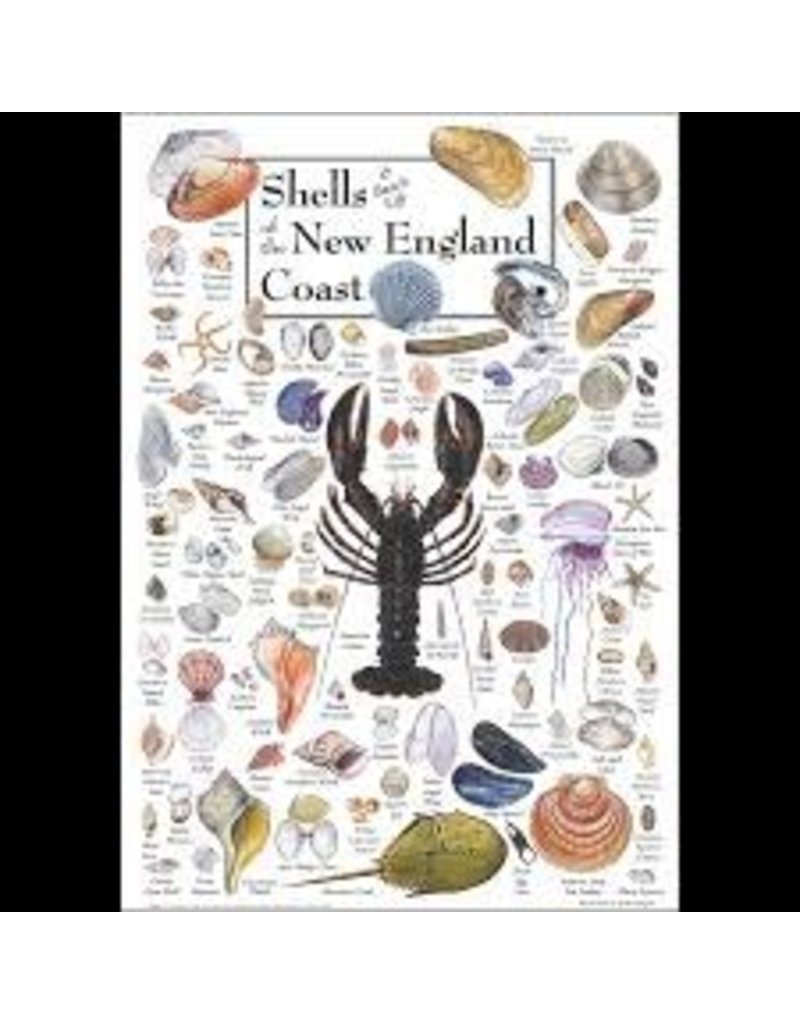 Earth Sea Sky Poster Shells & Beach Life of the New England Coast