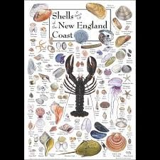 Poster Shells & Beach Life of the New England Coast