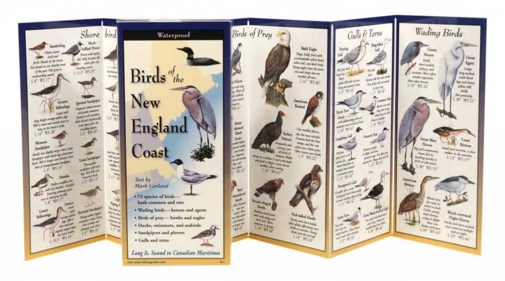 Waterproof Guide Birds of the New England Coast Folding Guide