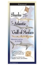 Earth Sea Sky Waterproof Guide Sharks Skates & Rays of the Atlantic & Gulf of Mexico