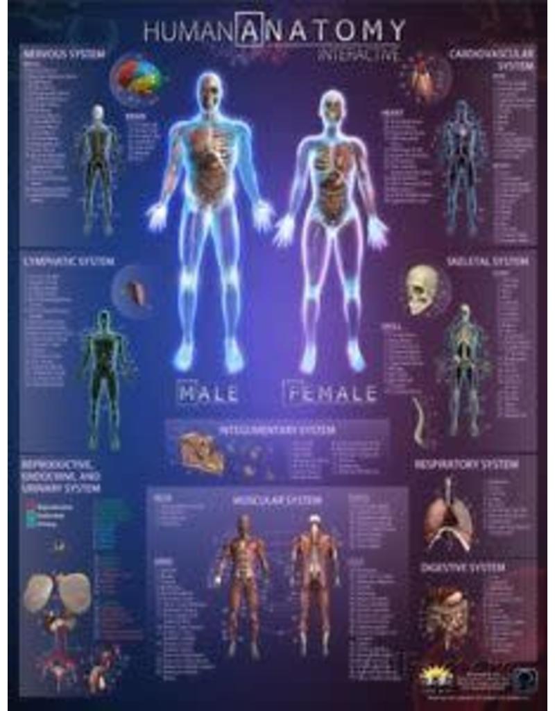 Round world Chart Human Anatomy Interactive (Laminated)