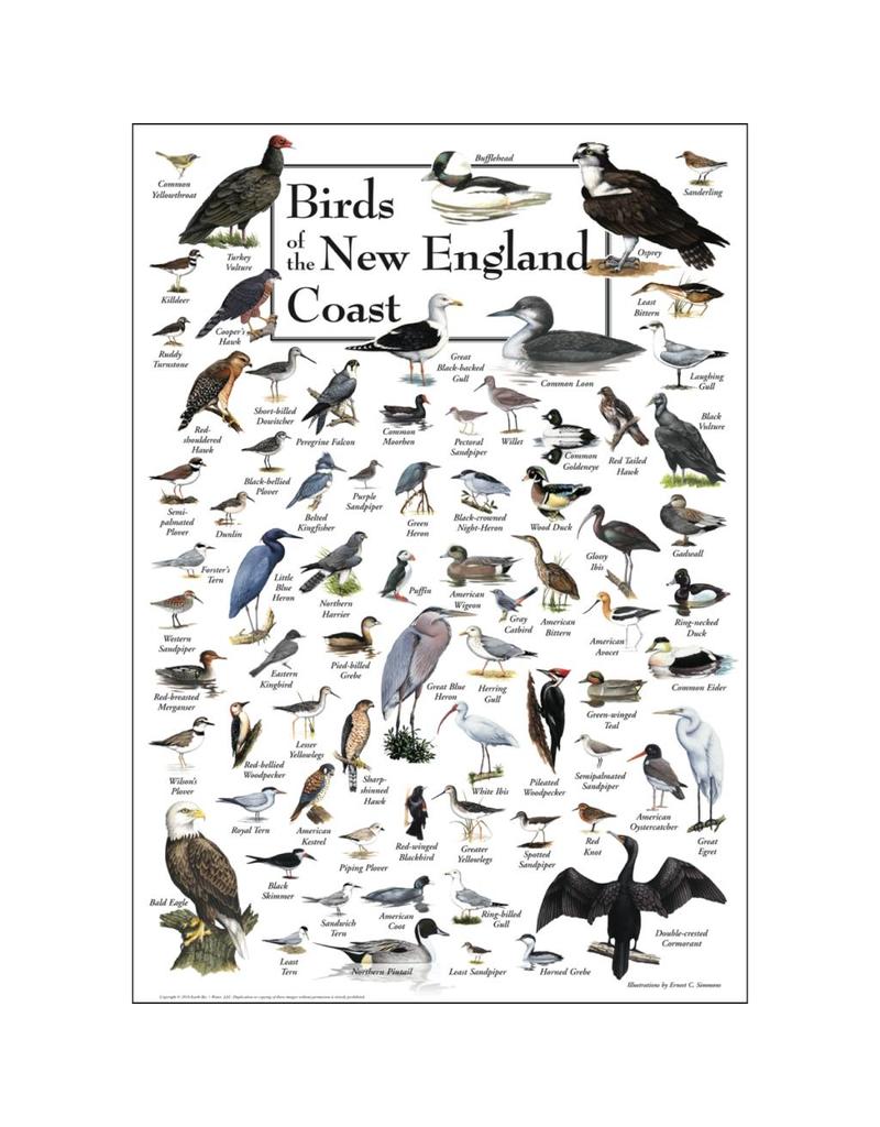 Earth Sea Sky Poster Birds of the New England Coast