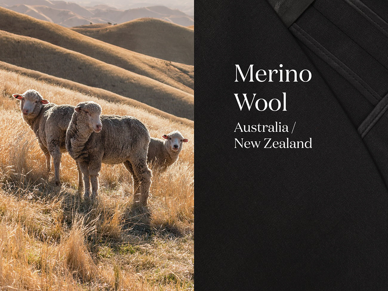 What is Merino Wool? An Ultimate Guide