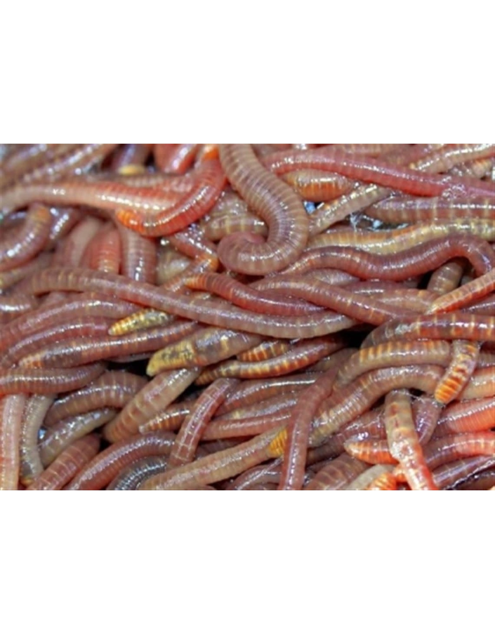 Live Worms 18PK