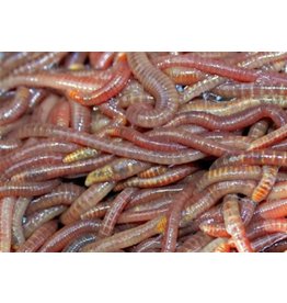 Live Worms 18PK