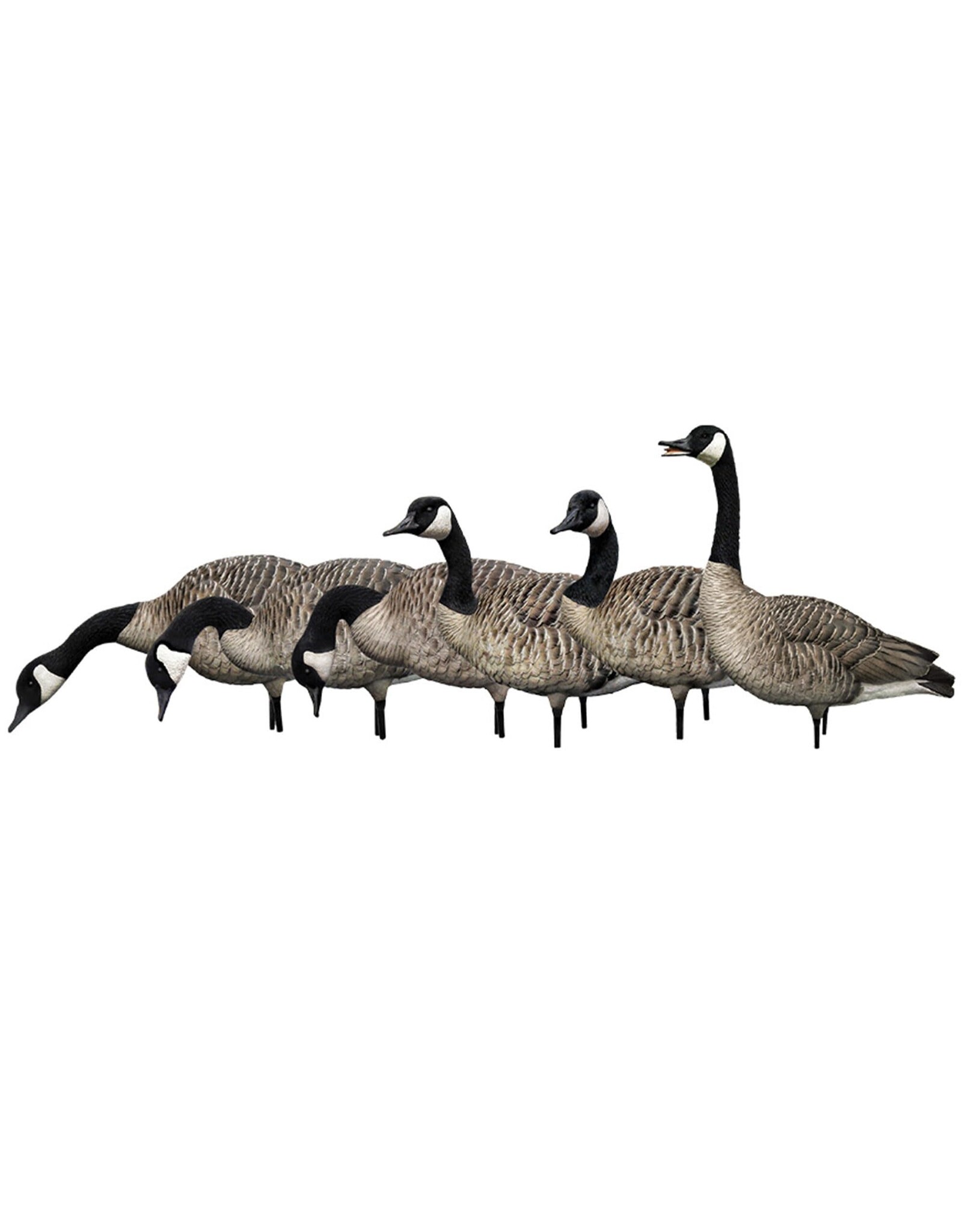 Avian-X Avian-X AXP Honker Fusion Pack - 6 Fullbody Painted Goose Honkers AVX9006