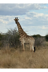 Win A Hunting Trip to Africa ROUND 2 Win A Hunting Trip to Africa ROUND 2