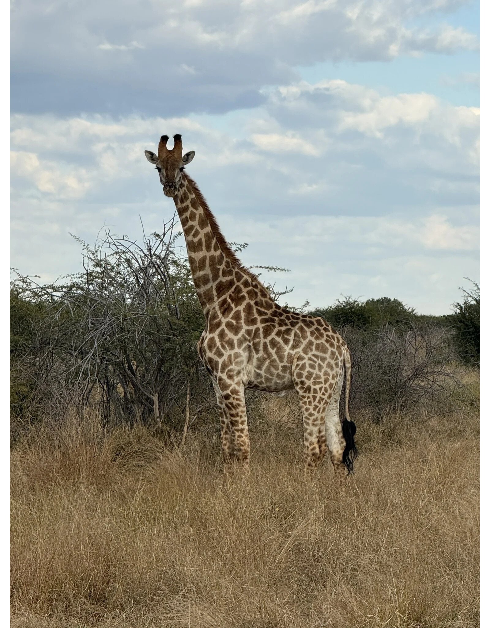 Win A Hunting Trip to Africa ROUND 2