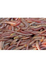 Live Worms 18PK