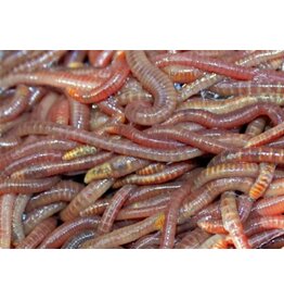 Live Worms 18PK