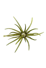 Hag's Baits Hag's Baits Prickly Pear