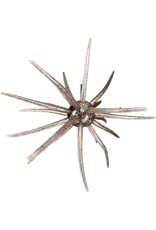 Hag's Baits Hag's Baits Prickly Pear