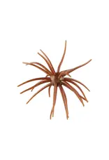 Hag's Baits Hag's Baits Prickly Pear