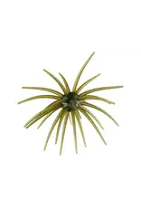 Hag's Baits Hag's Baits Prickly Pear