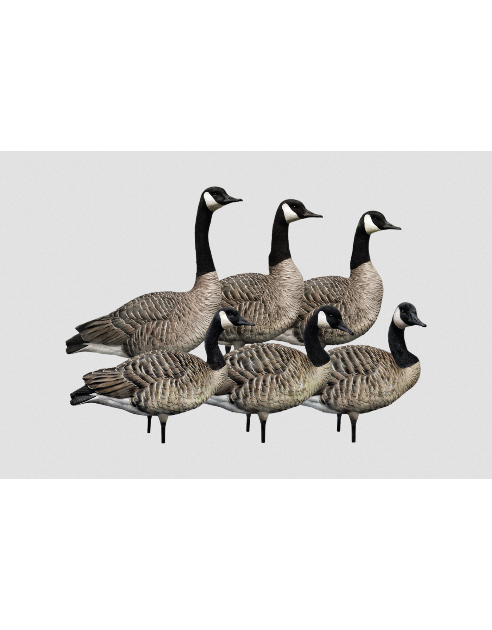 Avian-X Avian X Honkers Realistic Full Body with AXP 6 Piece Honker Sentry Goose Decoys AVX-HONK-6PK