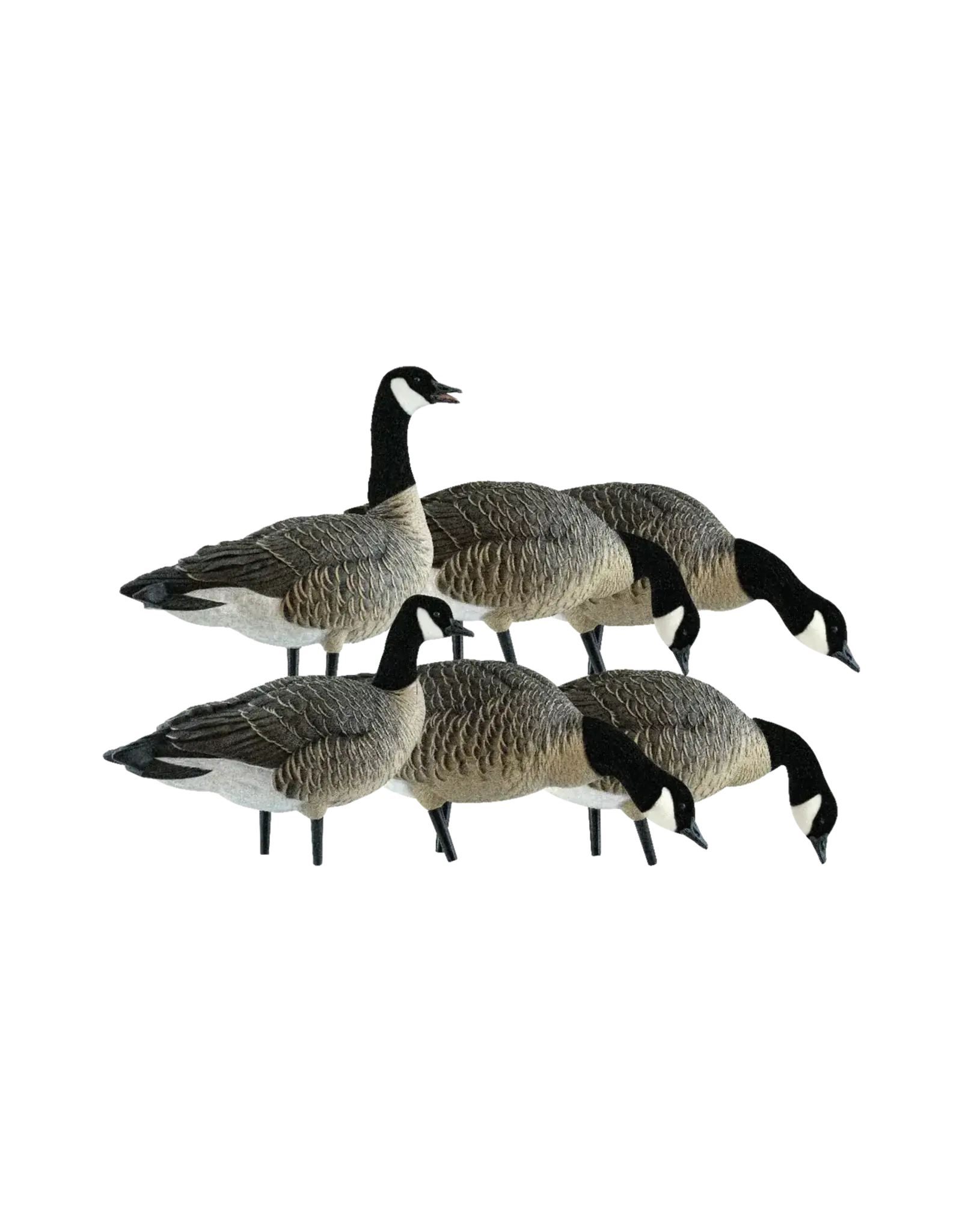 avian x Avian X - AXP Lessers Fusion 6 Pack
