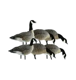 avian x Avian X - AXP Lessers Fusion 6 Pack