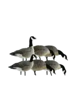 avian x Avian X - AXP Lessers Fusion 6 Pack