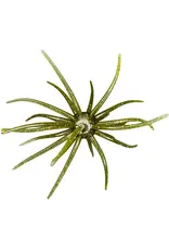 Hag's Baits Hag's Baits Prickly Pear Big Tex Lonestar Disco 25mm