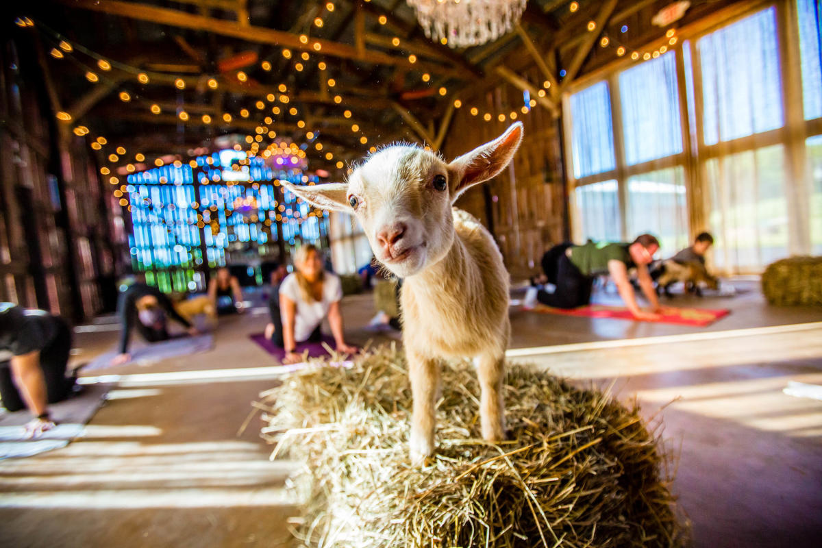 Join us for goat yoga!