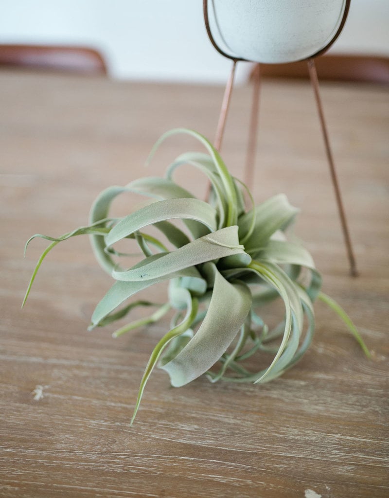 Extra Large Tillandsia Plant