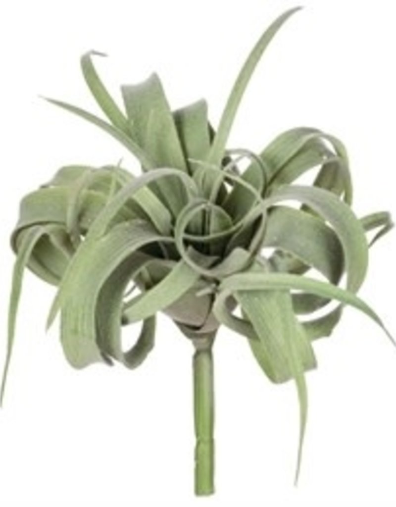 Air Plant