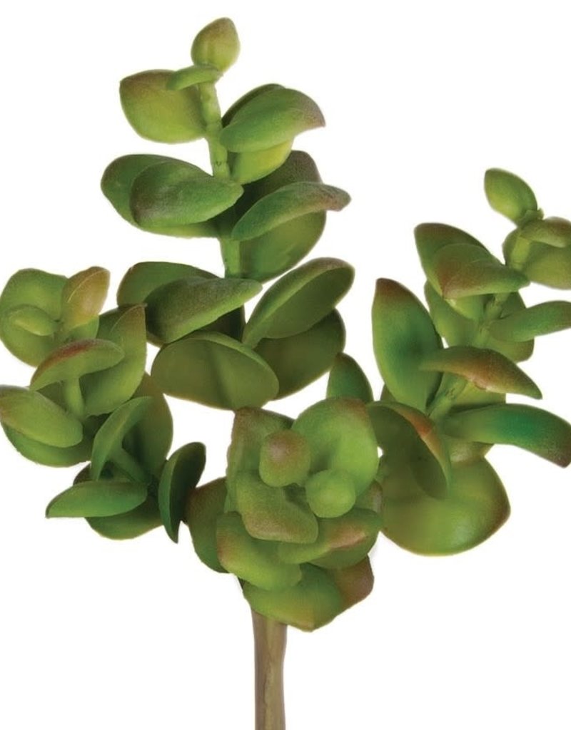 Robin Succulent