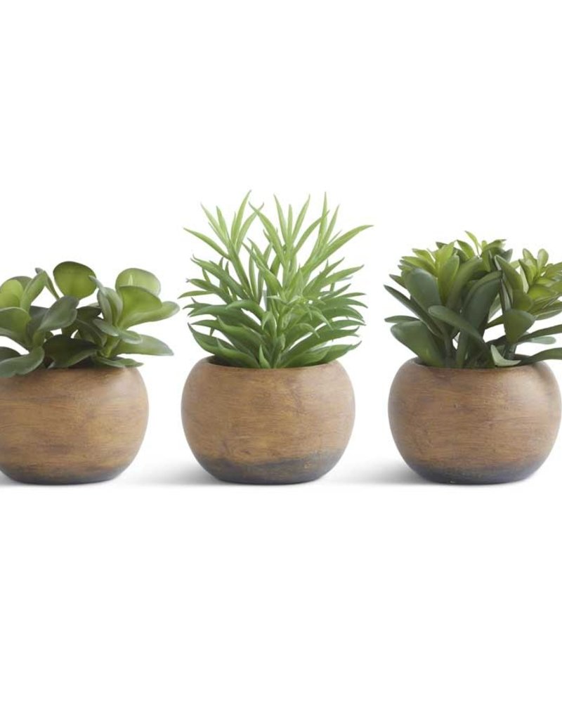 5.5" Succulents in wood round pots