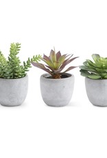 Assorted Large Succulents in Cement Pots